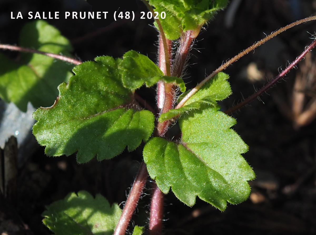 Speedwell, Field, Buxbaum's Speedwell leaf